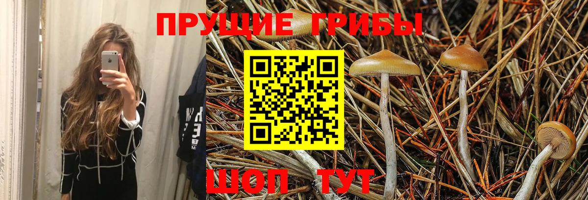 Галлюциногенные грибы Psilocybe Магадан